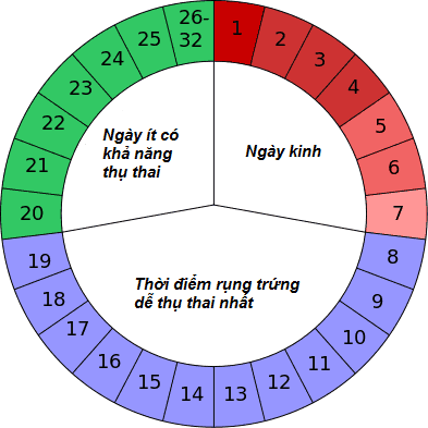 Tính ngày rụng trứng
